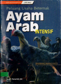 Peluang usaha beternak ayam arab intensif